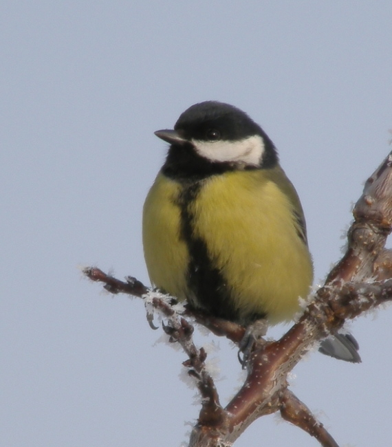 sýkorka bielolíca Parus major