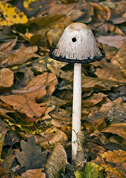 hnojník obyčajný Coprinus comatus (O.F. Müll.) Pers.