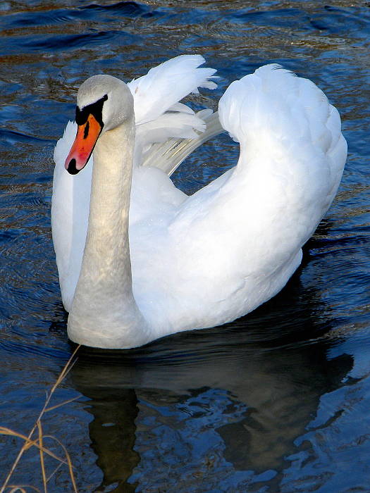 labuť hrbozobá Cygnus olor