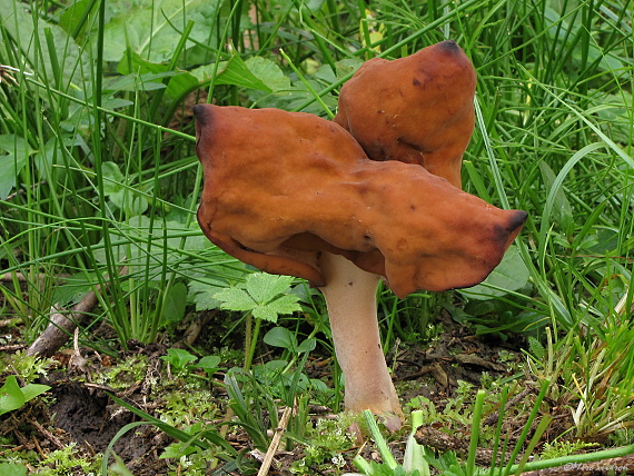 ušiak mitrovitý Gyromitra infula (Schaeff.) Quél.