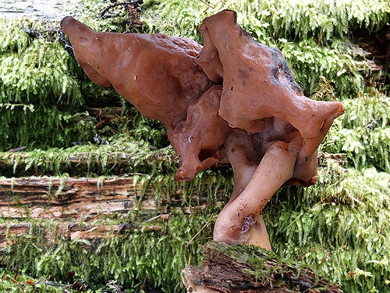 ušiak mitrovitý Gyromitra infula (Schaeff.) Quél.