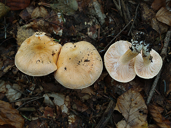 šťavnačka oranžová Hygrophorus abieticola Krieglst. ex Gröger & Bresinsky