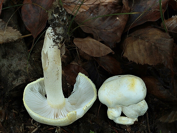 šťavnačka žltovločkatá Hygrophorus chrysodon (Batsch) Fr.