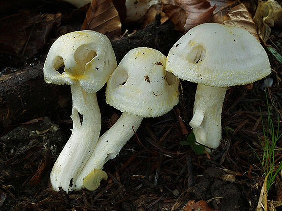 šťavnačka žltovločkatá Hygrophorus chrysodon (Batsch) Fr.