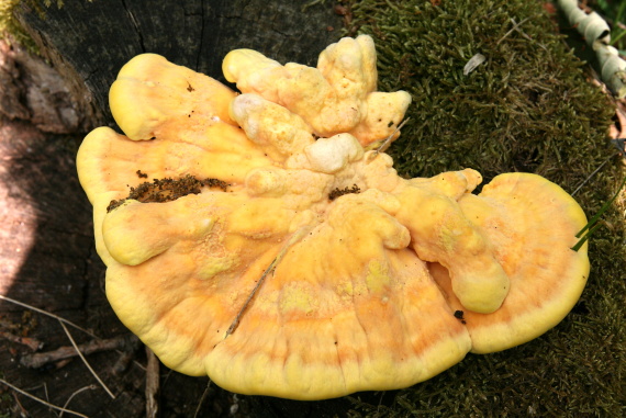 sírovec obyčajný Laetiporus sulphureus (Bull.) Murrill