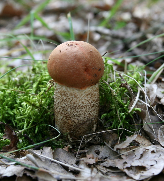 kozák dubový Leccinum aurantiacum (Bull.) Gray