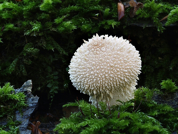 prášnica bradavičnatá Lycoperdon perlatum Pers.