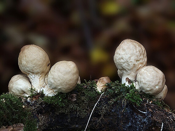 prášnica hruškovitá Lycoperdon pyriforme Schaeff.