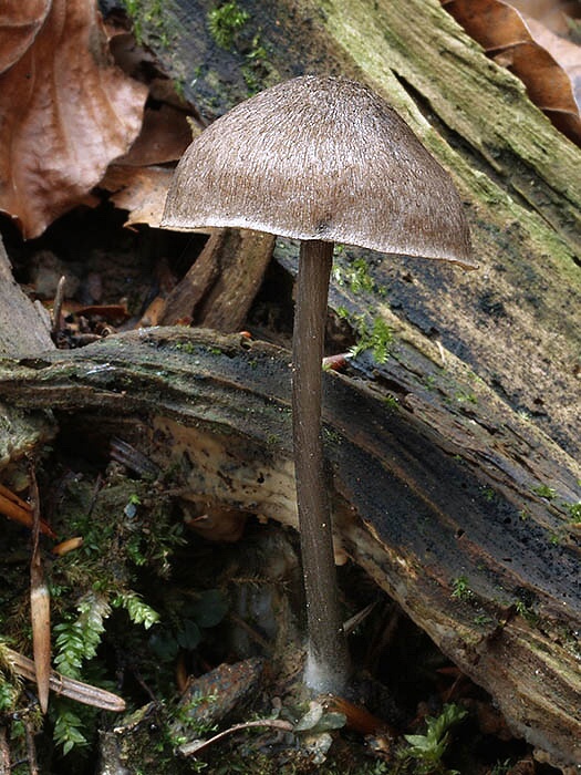 prilbička Mycena sp.