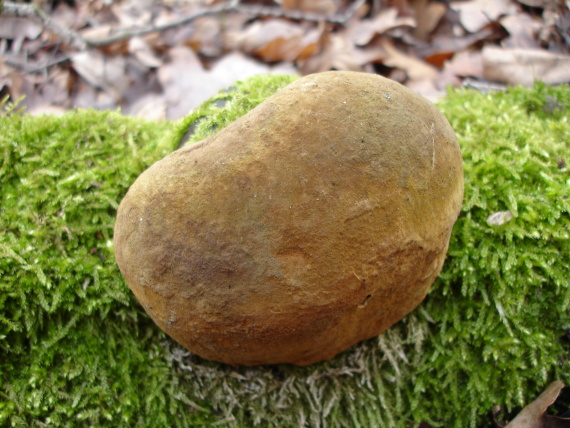 ohňovec Phellinus sp.