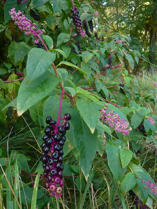 líčidlo americké Phytolacca americana L.