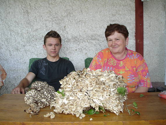 trúdnik klobúčkatý Polyporus umbellatus (Pers.) ex Fr.