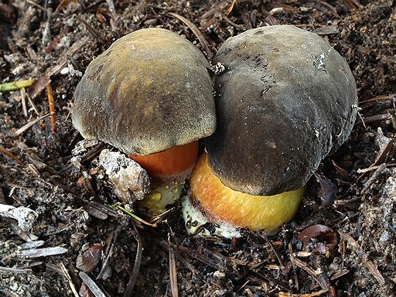 suchohríbnik zamatový Xerocomellus pruinatus (Fr. & Hök) Šutara