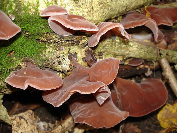 uchovec bazový Auricularia auricula-judae (Bull.) Quél.