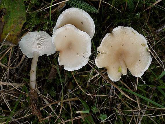 strmuľka Clitocybe sp.