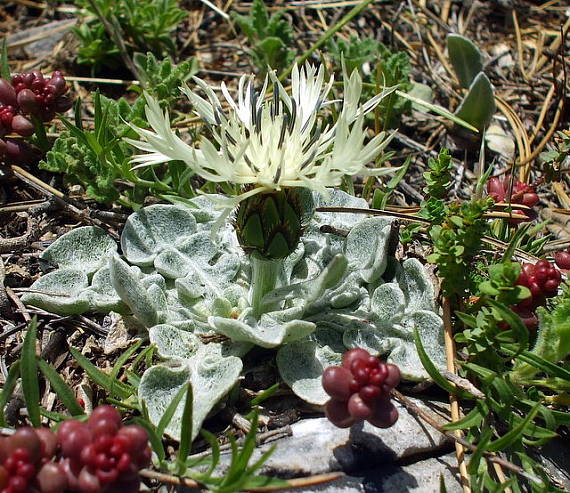 nevädza Cyanus pindicola (Griseb.) Soják