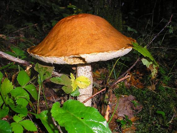 kozák Leccinum sp.