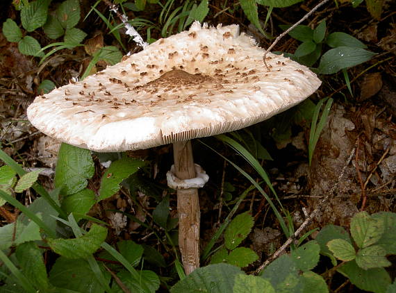 bedľa vysoká Macrolepiota procera (Scop.) Singer