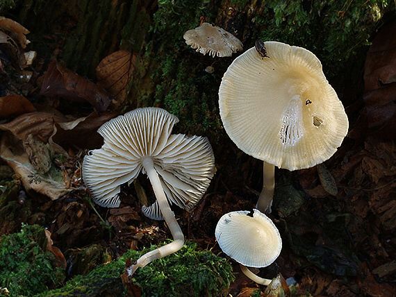 prilbička ružovolupeňová Mycena galericulata (Scop.) Gray