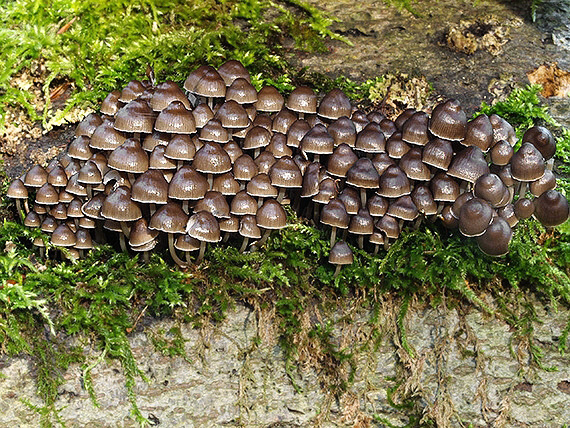 prilbička hnedosivá Mycena tintinnabulum (Paulet) Quél.