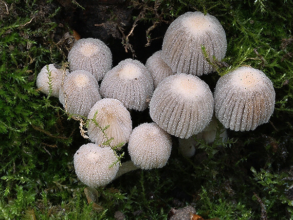 hnojník rozsiaty Coprinellus disseminatus (Pers.) J.E. Lange