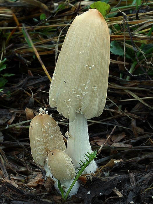 hnojník vločkatý Coprinellus flocculosus (DC.) Vilgalys, Hopple & Jacq. Johnson