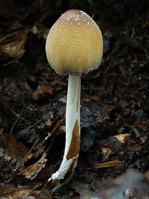 hnojník ligotavý Coprinellus micaceus (Bull.) Vilgalys, Hopple & Jacq. Johnson