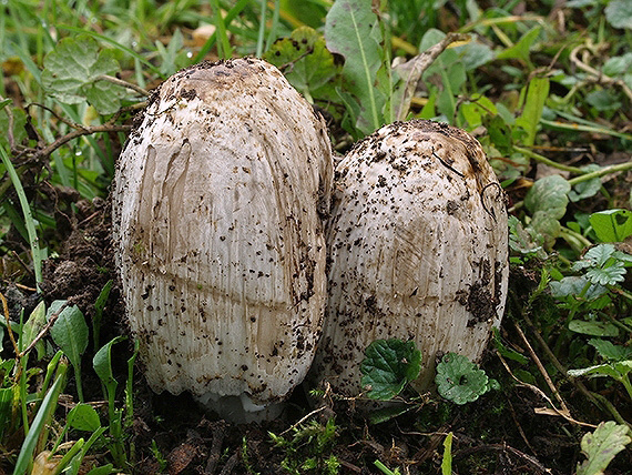 hnojník atramentový Coprinopsis atramentaria (Bull.) Redhead, Vilgalys & Moncalvo