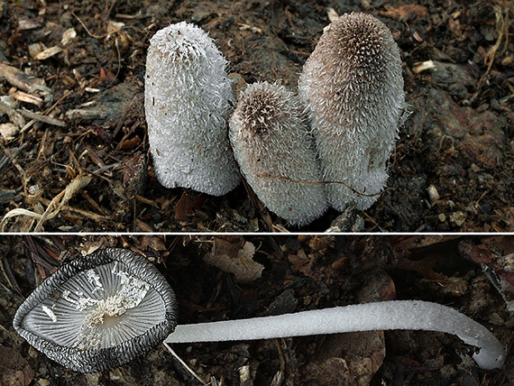 hnojník chlpatý Coprinopsis lagopus (Fr.) Redhead, Vilgalys & Moncalvo