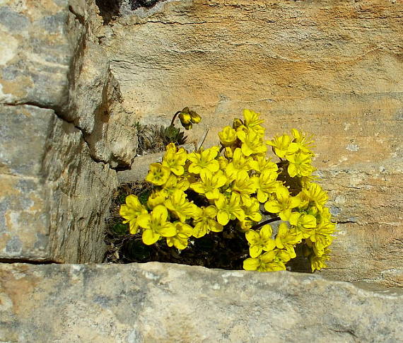 chudôbka  Draba sp.