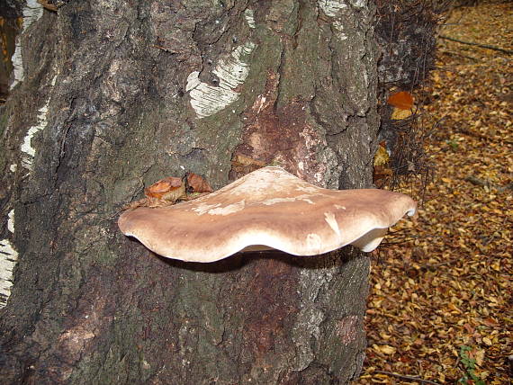 brezovník obyčajný Fomitopsis betulina (Bull.) B.K. Cui, M.L. Han & Y.C. Dai