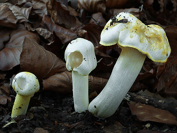 šťavnačka žltovločkatá Hygrophorus chrysodon (Batsch) Fr.