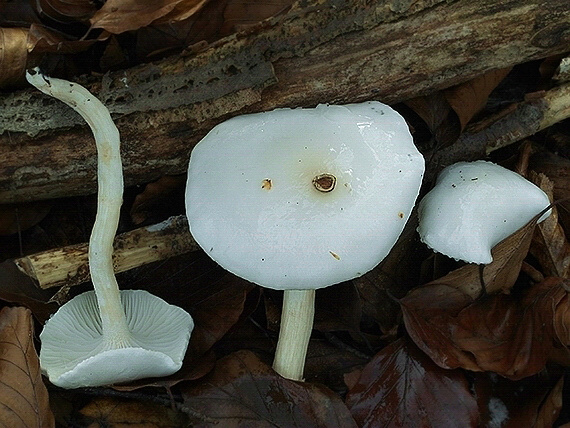 šťavnačka slonovinová Hygrophorus eburneus (Bull.) Fr.