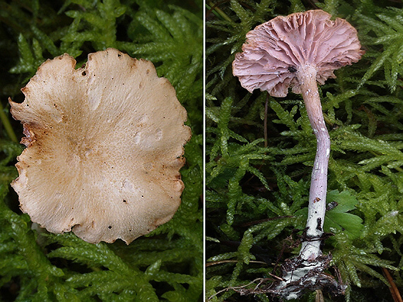 lakovka obyčajná Laccaria laccata (Scop.) Cooke