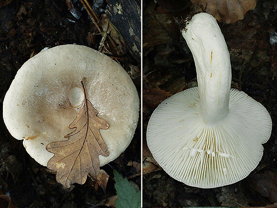 rýdzik mazľavý Lactarius albocarneus Britzelm.