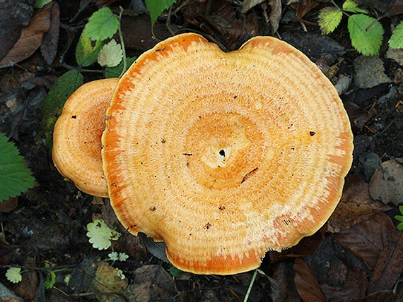 rýdzik jedľový Lactarius salmonicolor R. Heim & Leclair