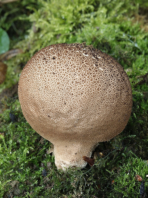 prášnica tmavá Lycoperdon nigrescens Wahlenb.