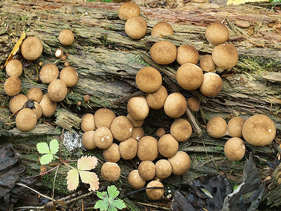 prášnica hruškovitá Lycoperdon pyriforme Schaeff.