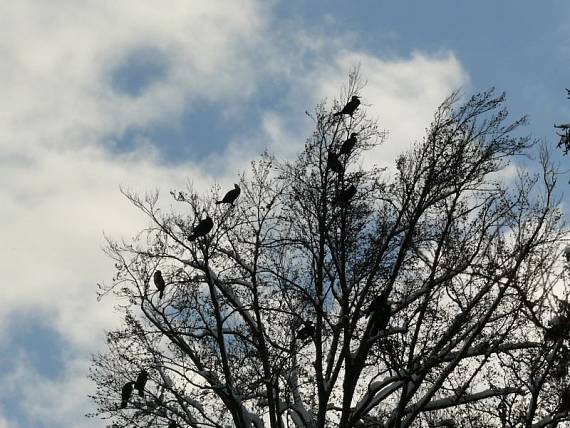 kormorán velký Phalacrocorax_carbo