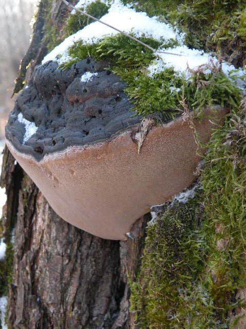 ohňovec obyčajný Phellinus igniarius (L.) Quél.