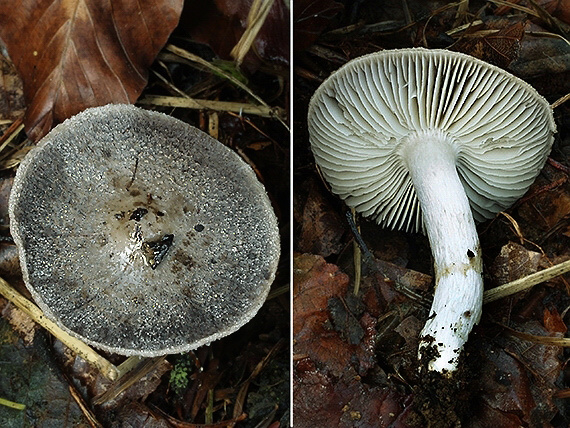 čírovka čiernošupinatá Tricholoma atrosquamosum Sacc.