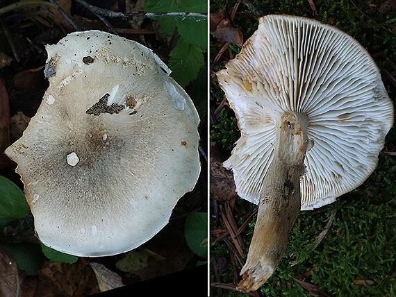 čírovka mydlová Tricholoma saponaceum (Fr.) P. Kumm.