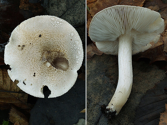 čírovka Tricholoma sp.