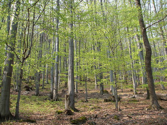 vtáčnik - Bystričianska dolina - jarný lesík