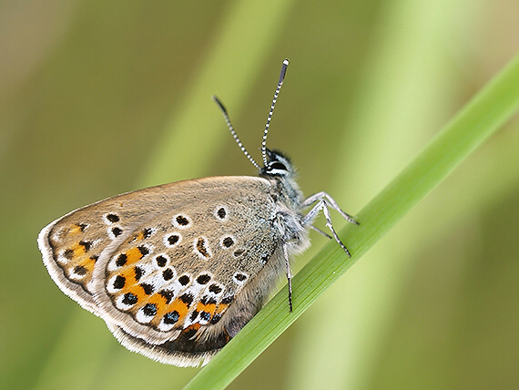 modráčik bielopásy? Aricia eumedon ?