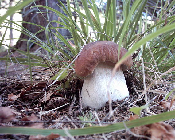 hríb smrekový Boletus edulis Bull.