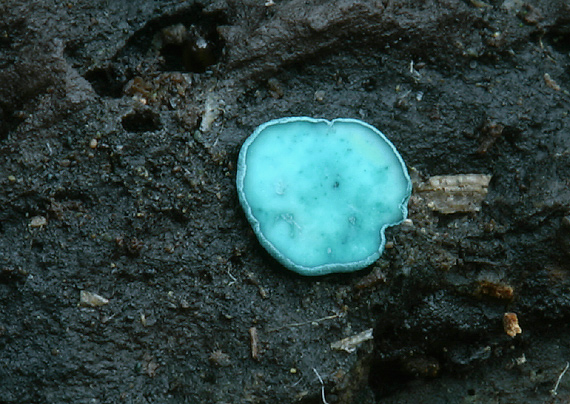 zelenica obyčajná Chlorociboria aeruginosa (Oeder) Seaver ex C.S. Ramamurthi, Korf & L.R. Batra