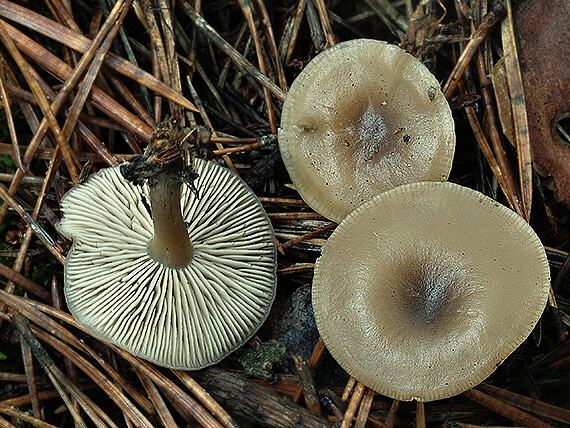 strmuľka premenlivá Clitocybe metachroa