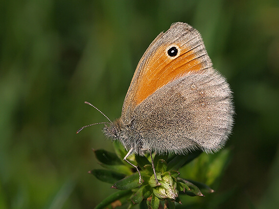 očkáň pohánkový Coenonympha pamphilus