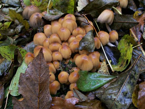 hnojník ligotavý Coprinellus micaceus (Bull.) Vilgalys, Hopple & Jacq. Johnson